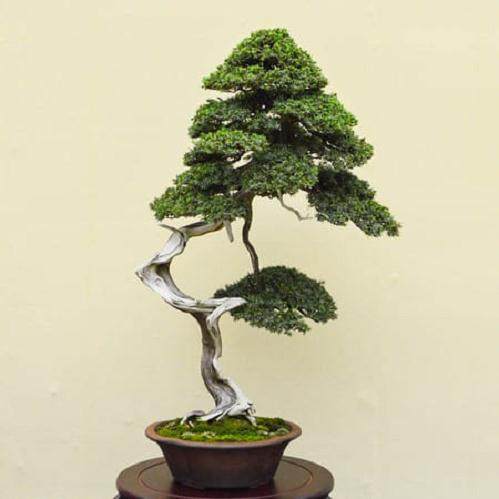 树干展现了盆景的核心和灵魂