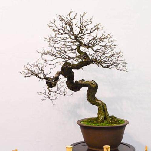 树干展现了盆景的核心和灵魂