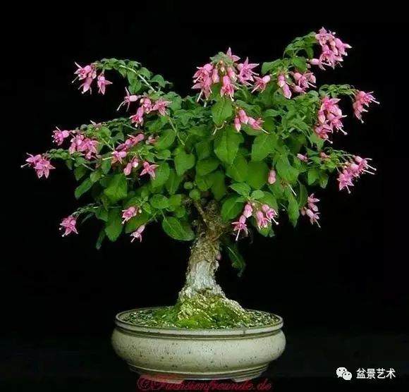 盆景艺术家庭养花黄叶四种原因