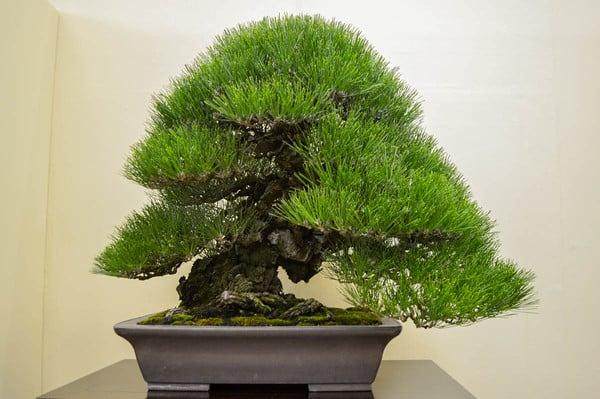 黑松 - 2014年Sakufu奖得主