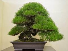 2014年泰康十大优秀盆景