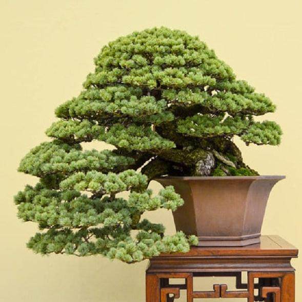 第34届泰康十展览的美丽盆景