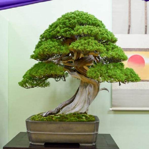 第34届泰康十展览的美丽盆景