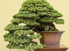 第34届泰康十展览的美丽盆景