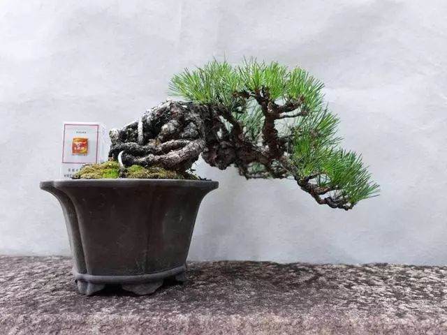 黑松盆景在夏季浇水注意事项