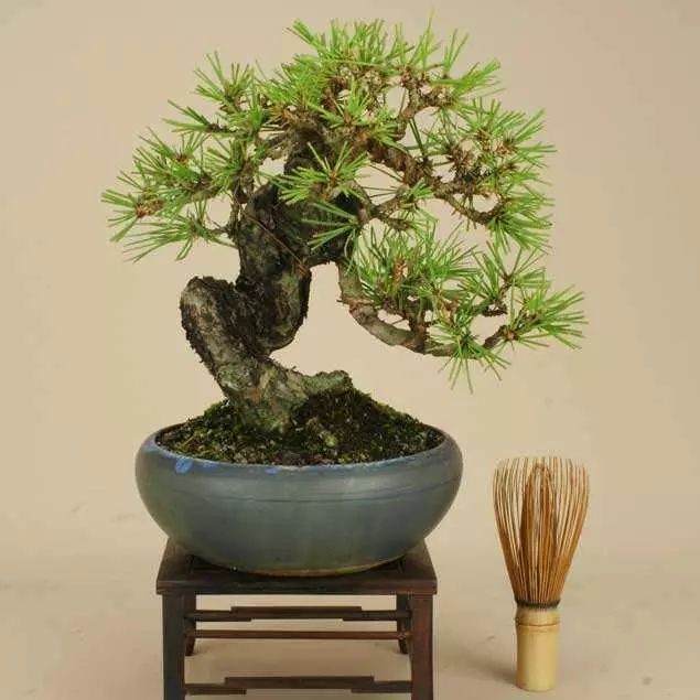 黑松盆景在夏季浇水注意事项