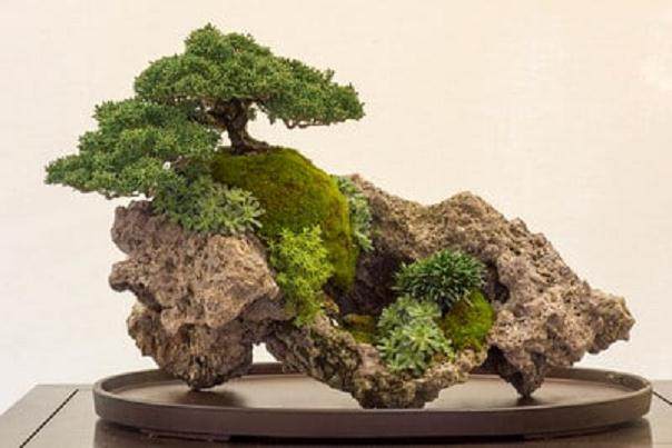 来自湾岛盆景第十六届年度展览的更多亮点