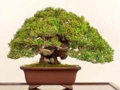 来自湾岛盆景第十六届年度展览的更多亮点