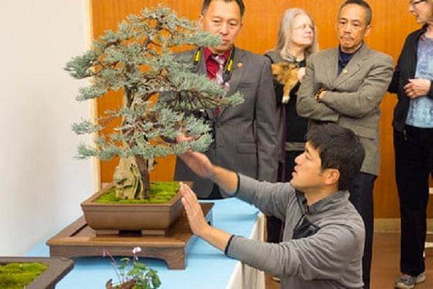 野本先生在第十六届湾岛盆景年度展上的评论