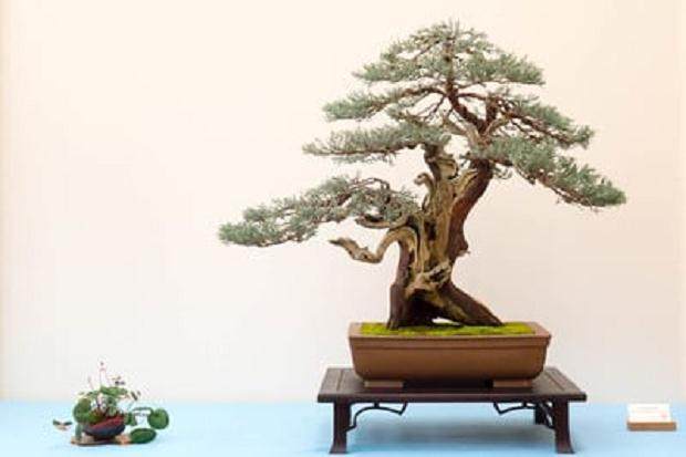 野本先生在第十六届湾岛盆景年度展上的评论