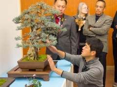 野本先生在第十六届湾岛盆景年度展上的评论