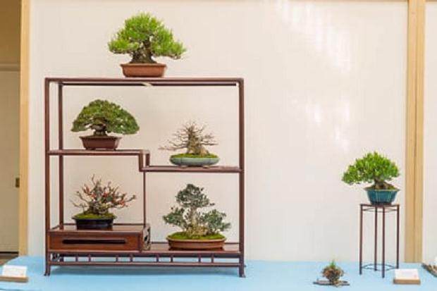 野本先生在第十六届湾岛盆景年度展上的评论