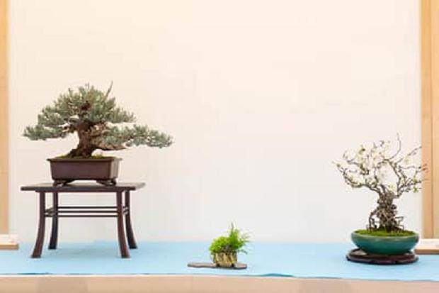 野本先生在第十六届湾岛盆景年度展上的评论