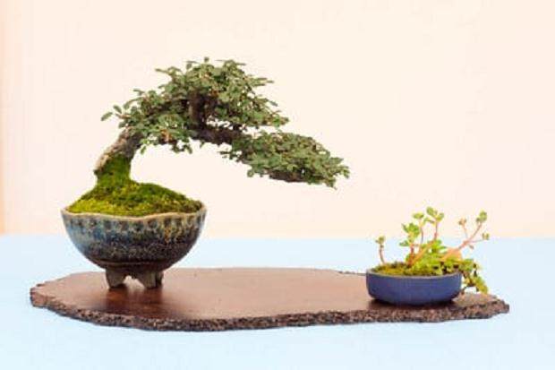 野本先生在第十六届湾岛盆景年度展上的评论