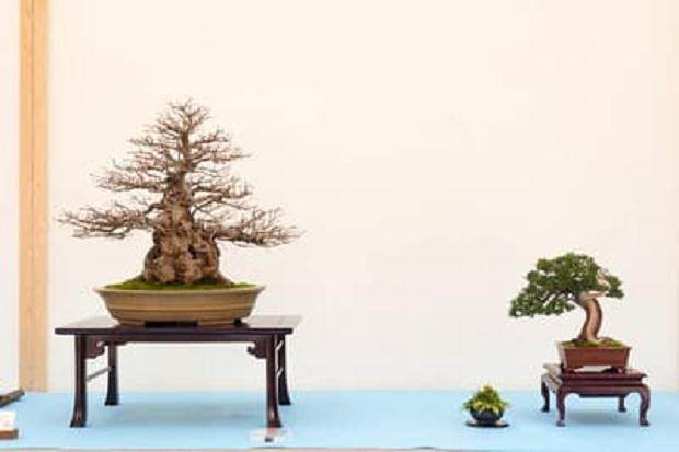 野本先生在第十六届湾岛盆景年度展上的评论