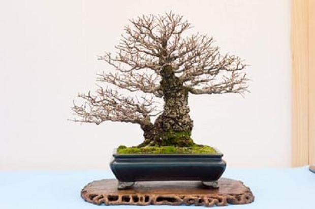 中国榆树 小落叶或阔叶常绿（8&ldquo; - 12&rdquo;）