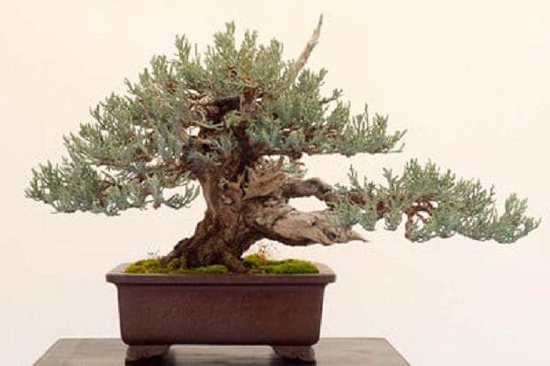 塞拉利昂杜松 小针叶树