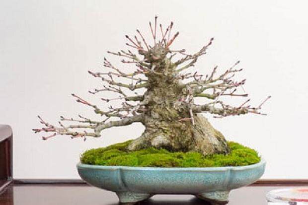 日本枫树 小品落叶或阔叶常绿（2&ldquo; - 8&rdquo;）