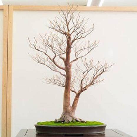 湾岛盆景第十六届年度展览  会员选择奖