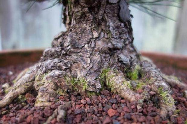 湾岛盆景展将在本周末展出