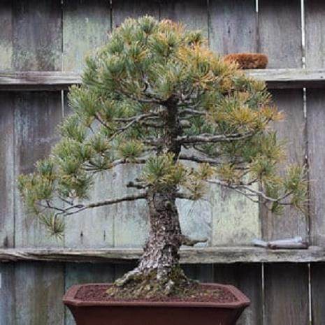 湾岛盆景展将在本周末展出