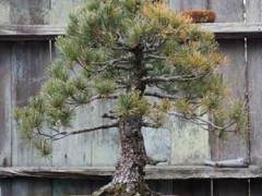 湾岛盆景展将在本周末展出