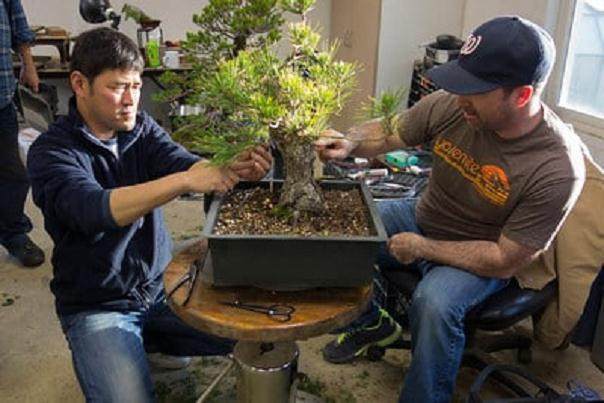 大作野本领导最近的湾岛盆景研讨会