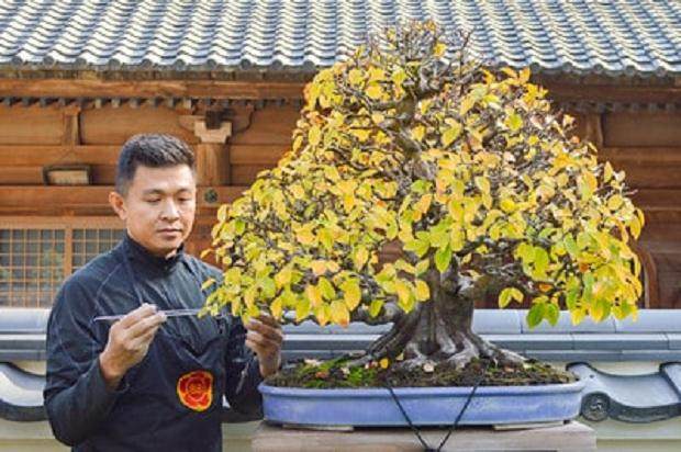 新福寺盆景博物馆的秋季作品