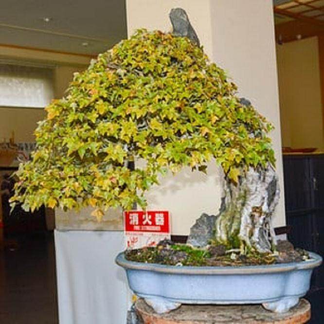 新福寺盆景博物馆的秋季作品