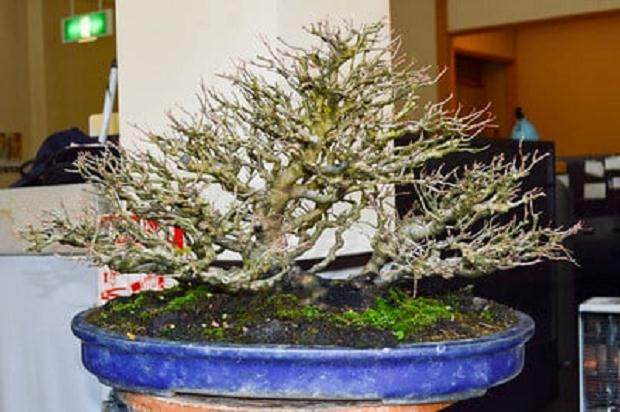 新福寺盆景博物馆的秋季作品