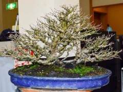 新福寺盆景博物馆的秋季作品