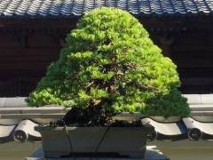 日本新福寺盆景博物馆