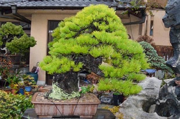 参观大菊园盆景园