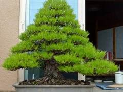 参观大菊园盆景园