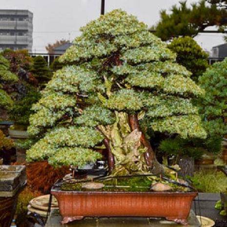 在雨中的盆景花园(日本)