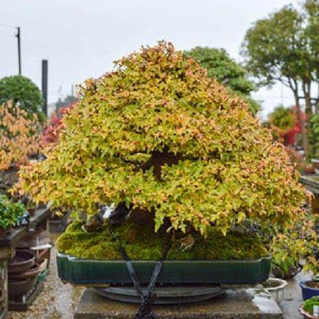 在雨中的盆景花园(日本)