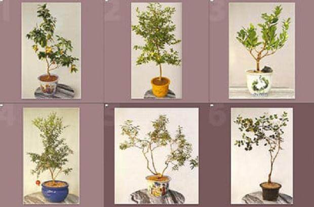 从丰富多样的盆景照片