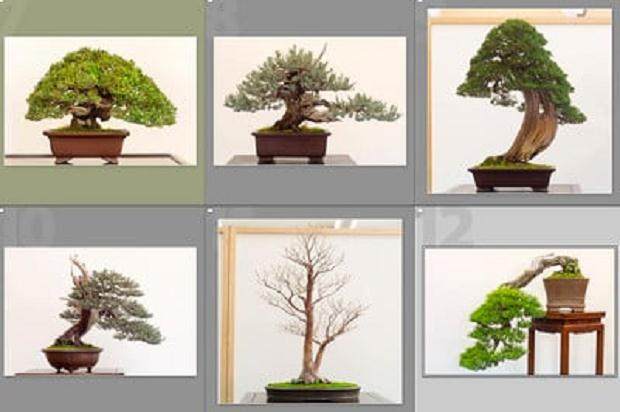 从湾岛盆景的2015年展览照片