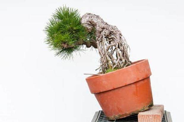 有没有想过在日本当盆景学徒是什么感觉?