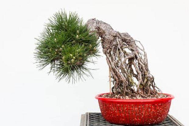 有没有想过在日本当盆景学徒是什么感觉?