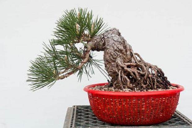 有没有想过在日本当盆景学徒是什么感觉?