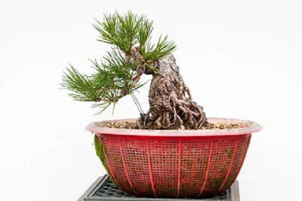 有没有想过在日本当盆景学徒是什么感觉?