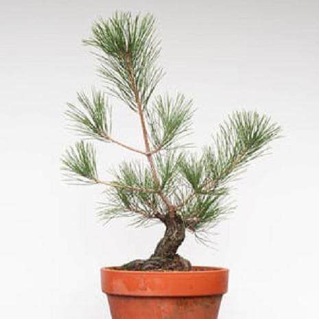 对松树盆景枝干怎么修剪的13个过程