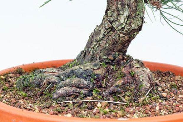 对松树盆景枝干怎么修剪的13个过程