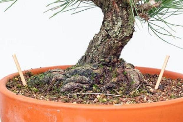 对松树盆景枝干怎么修剪的13个过程