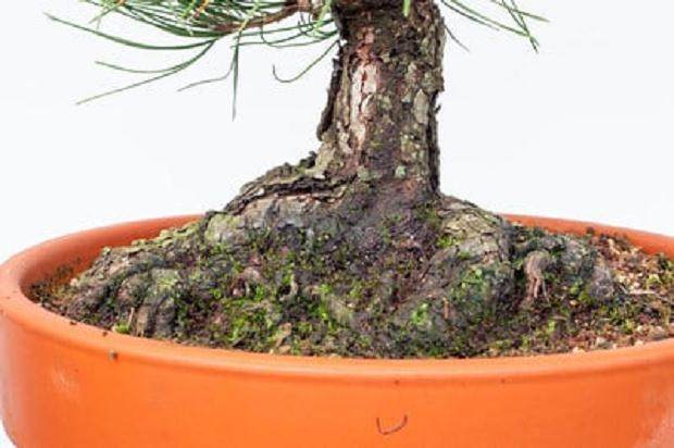 对松树盆景枝干怎么修剪的13个过程