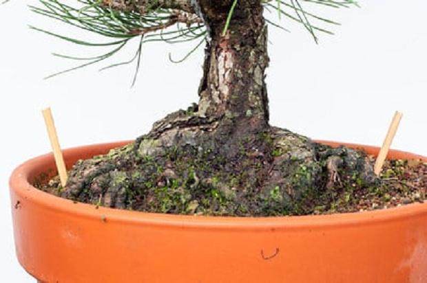 对松树盆景枝干怎么修剪的13个过程