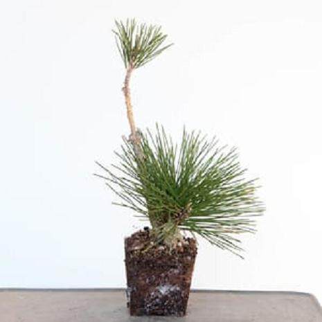 图解 对软木树皮黑松盆景怎么翻盘的过程