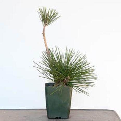 对软木树皮黑松盆景的翻盘