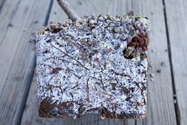 图解 对软木树皮黑松盆景怎么翻盘的过程